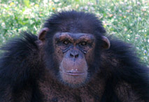 T&ecirc;te de chimpanze