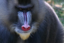 T&ecirc;te de Mandrill