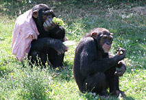 Nourrissage des chimpanz&eacute;s