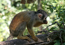 Sa&iuml;miri