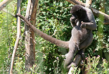 Le singe laineux et sa queue pr&eacute;hensile