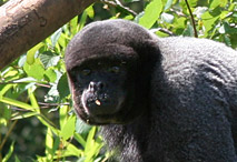 T&ecirc;te de Singe laineux