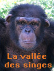 Vallée des singes