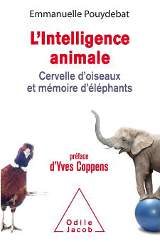 Intelligence animale 