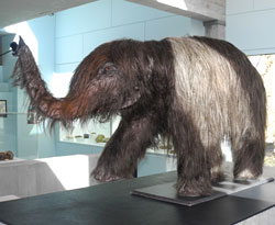 Au Temps Des Mammouths Exposition Nemours Hominides