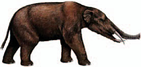 Gomphotherium