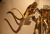 Un squelette complet de mammouth