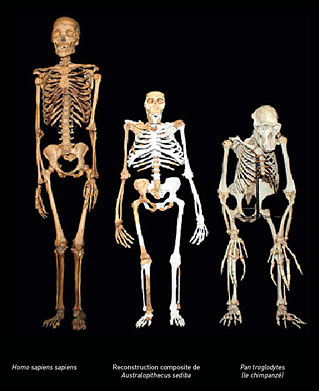 Comparaison des squelettes d'Homo sapiens, Australopithecus sediba et d'un chimpanzé