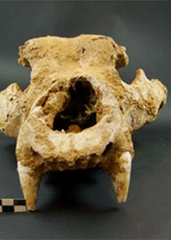 Crâne d'ours Romain la Roche