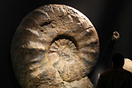 Ammonite géante 