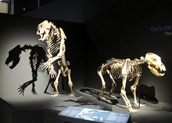 Squelettes d'ours des cavernes