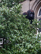 Gorille devant le palais de Découverte