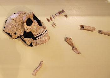 Crâne de Saint-Cesaire