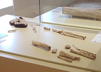 Squelette de Saint-Césaire
