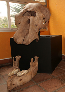 Cr^pane de mastodonte