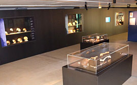Salle d'exposition temporaire Néandertal l'Européen