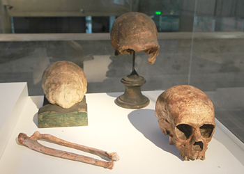 Crâne néandertaliens de La Quina
