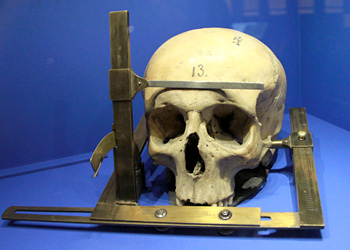 Mesure du crâne - Craniométrie