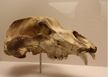 Crâne d'ours de cavernes