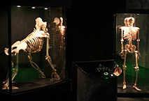 Comparaison squelettes gorille et homme