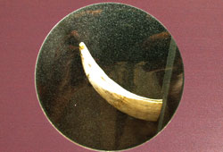 dente de sanglier