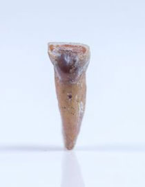 Dent incisive Homo floresiensis