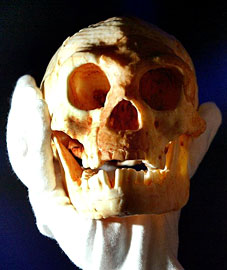 Homo floresiensis - hobbit - nain crétin