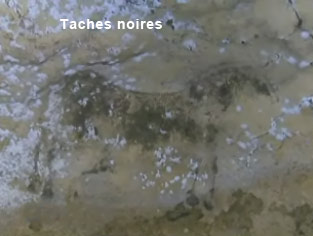 Taches Noires sur la paroi