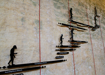 Musée National De Préhistoire Eyzies De Tayac Hominidés