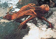 Otzi dans la glace