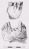 Australopithecus bahrelghazali - KT12/H1