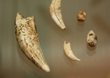 Canines percées