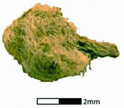 Boule de Coton trouvée sur le site de Nanchoc au Pérou et datée de 5500 ans