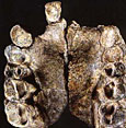 Dent australopithecus anamensis