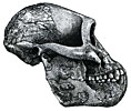 Crâne d'australopithecus afarensis