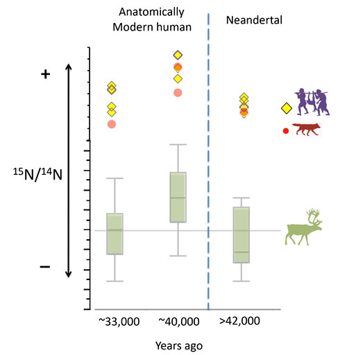 Comparaison alimentation herbivores, néandertal, sapiens