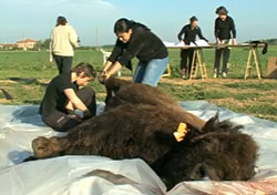 Découpe d'un bison entier - archéologie expérimentale - Inrap 