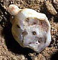 Dent Arago 27 - Homo erectus trouvé à Tautavel
