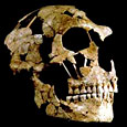 Machoire de neandertal - St Cesaire