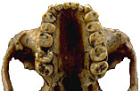 Paranthropus boisei