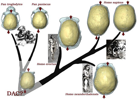 Le cerveau asymétrique, point commun des hominides - Arbre évolutif