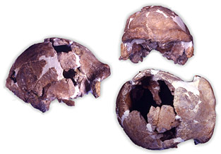 Crâne de Ceprano