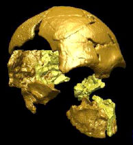 Crâne Homme moderne en Asir - 63 000 ans