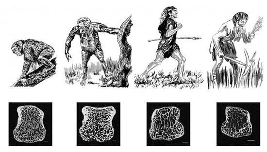 Comparaison de la densité osseuse de plusieurs hominides
