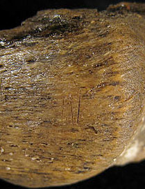 Traces de découpes sur un os humain de la grotte de Kent en Angleterre