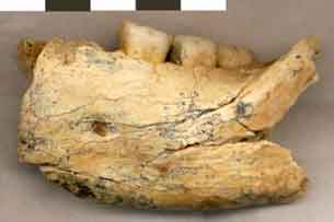 Un descendant d'Homo erectus en Serbie il y a 500 000 ans