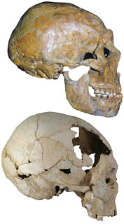 Néandertal, sapiens, une vision différente