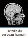 La taille du cerveau humain