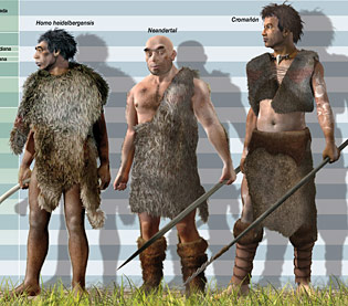 La taille de différents hominidés comparés : Homo heidelbergensis, Homo sapiens, Homo neandertalensis