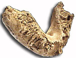 Paranthropus aethiopicus Omo 18